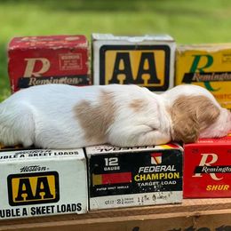 Brittany Puppies from HillTop Brittany Kennel