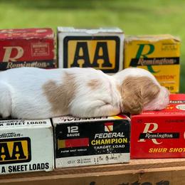 Brittany Puppies from HillTop Brittany Kennel