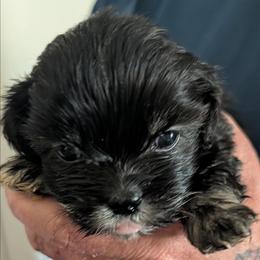 Happy - Black female Lhasa Apso puppy in Fort Worth, Texas from Cynthia's Lhasa Apsos