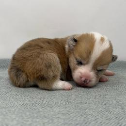 Ember - Red merle and white female American Corgi puppy in Waco, Texas from The Comma Corgis