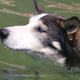 Alaskan Huskies from Sage Mountain Sled Dogs