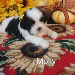 Molly - Black and white female Shih Tzu puppy in Ruffs Dale, Pennsylvania from RAM Shih Tzus Rolling Hills of PA