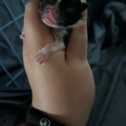 Oasis - Black parti male Pomeranian puppy in Stanton, California from Pure hearts