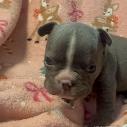 Boy 3 - Blue male French Bulldog puppy in Gerber, California from In The Zone Dog Training and Breeding