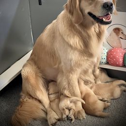 Golden Retriever Puppies from GameChanger Golden Retrievers