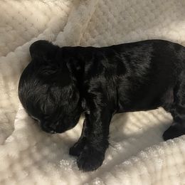 Cocker Spaniel Puppies from Becky's Cockers