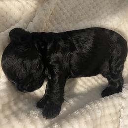 Cocker Spaniel Puppies from Becky's Cockers