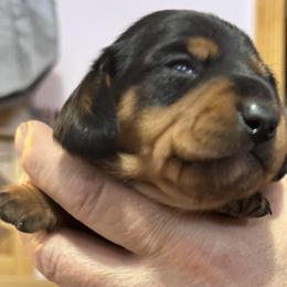 Blue Collar - Black and tan male Dachshund puppy in Johnson, Vermont from RBP Dachshunds