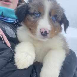 Australian Shepherd Puppies from NEK Aussies