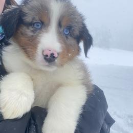 Australian Shepherd Puppies from NEK Aussies