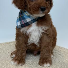 D- Red Boy - Red  male Goldendoodle puppy in Lewisville, Texas from Texas Goldendoodle Lovers