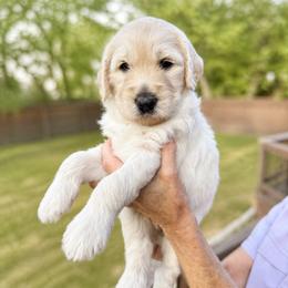 Pouncer - Cream male Goldendoodle puppy in Canyon Lake, Texas from Rebecca Creek Retrievers, LLC