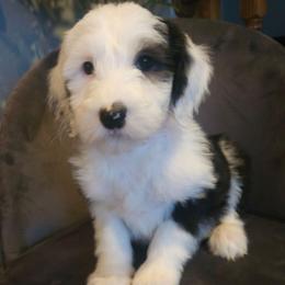 Patty - Black and white female Sheepadoodle puppy in Farley, Iowa from Iowa's Doodle Co.