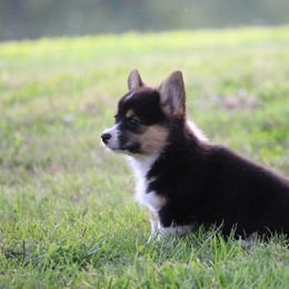 Pembroke Welsh Corgi Puppies from Elderwood Farms