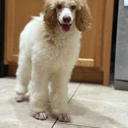 Selene - Red  female Poodle puppy in Ocala, Florida from Bernedoodles of Florida