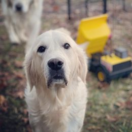 Ivy  - Golden Retriever