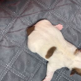 Girl 2 - Brown and white female Jack Russell Terrier puppy in Greeneville, Tennessee from Wampler Jacks