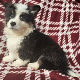 Boq - Black and tan male Pembroke Welsh Corgi puppy in Castle Rock, Washington from Heckman Corgis