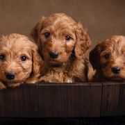 Bernedoodles, Bernese Mountain Dogs, Irish Doodles, and Poodles from Huckleberry Doodles