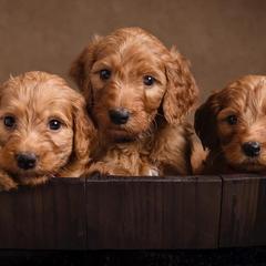 Bernedoodles, Bernese Mountain Dogs, Irish Doodles, and Poodles from Huckleberry Doodles