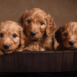 Bernedoodles, Bernese Mountain Dogs, Irish Doodles, and Poodles from Huckleberry Doodles