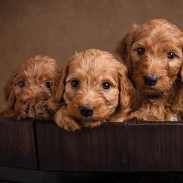Bernedoodles, Bernese Mountain Dogs, Irish Doodles, and Poodles from Huckleberry Doodles