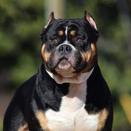 Wade - American Bully