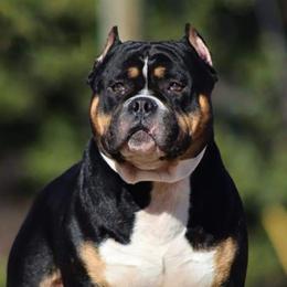 Wade - American Bully