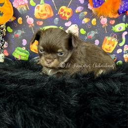 Hashira - Chocolate and tan female Chihuahua puppy in Anderson, South Carolina from Lil Treasures Chihuahuas