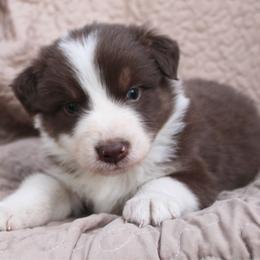 Ruffles - Red tri-color male Australian Shepherd puppy in Laurel, Mississippi from Reeves Australian Shepherds