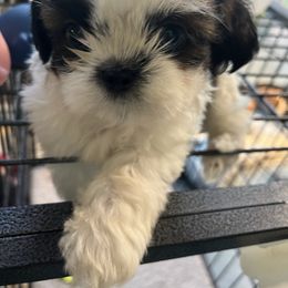 Einstein - Brindle and white male Shih Tzu puppy in St. Helena, California from Sattui little Shih Tzu of Napa Valley