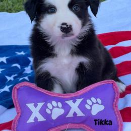 Tikka - Black tri-color female Australian Shepherd puppy in Magee, Mississippi from Paint ByNumbers Ranch