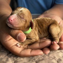 Green Collar Girl - Caramel red female Australian Labradoodle puppy in Hagerstown, Maryland from Westfields Labradoodles