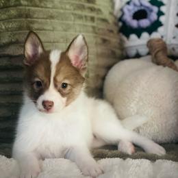 Panda - Chocolate female Pomsky puppy in Greenville, South Carolina from Thicketty Mountain Pomskies