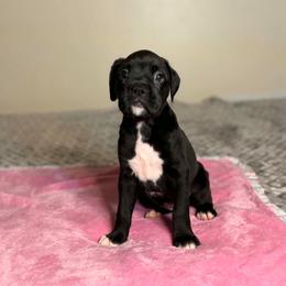 Girl 1 - Brindle female Boxer puppy in Prestonsburg, Kentucky from Diamond Standard Boxers