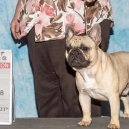 Calvin - French Bulldog