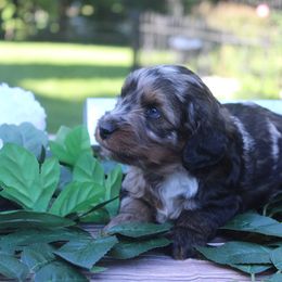 Aussiedoodle Puppies from Old Mills Aussiedoodles