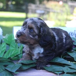 Aussiedoodle Puppies from Old Mills Aussiedoodles
