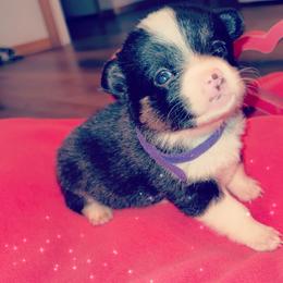 American Corgi Puppies from Highland corgis