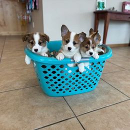 Pembroke Welsh Corgi Puppies from Clearsky Corgis