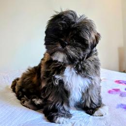 Jasper - Brindle male Lhasa Apso puppy in Hillsboro, Oregon from Luv-N-Laughter Lhasa Apsos