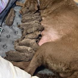 Male 1 - Brown male Chesapeake Bay Retriever puppy in Jacobson, Minnesota from Ball Bluff Kennel