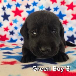 Green Boy - Black male Labrador Retriever puppy in Potosi, Wisconsin from Point and Flush Gun Dogs