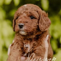 Pepper - Red  male Goldendoodle puppy in Patterson, California from Dooling Doodles