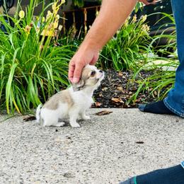 Violet - Sable spotted white female Chihuahua puppy in Dayton, Ohio from Petite Pups Chihuahuas