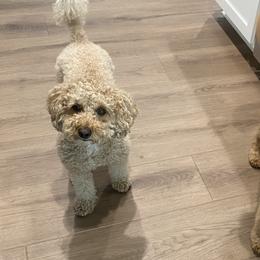 Goldendoodles from Oxfordshire Goldendoodles