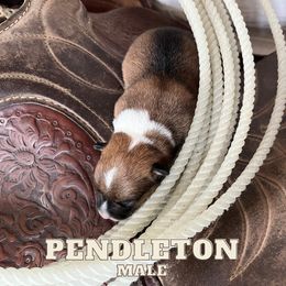 "April 2022 Litter" Pembroke Welsh Corgi Puppies from Rocking Ridge Ranch