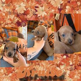 Kruise - Fawn (isabella) and tan male Dachshund puppy in Brazil, Indiana from King Duke Dachshunds