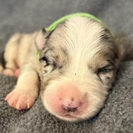 Boy 2 - Blue merle male Border Collie puppy in Shawnee, Oklahoma from Cross K Working Collies - Pure Bred Border Collies
