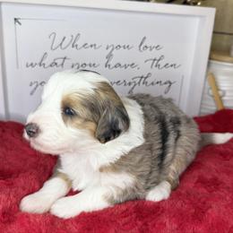 Kenai - Merle female Sheepadoodle puppy in Roseburg, Oregon from Sharon’s Sheepadoodle’s